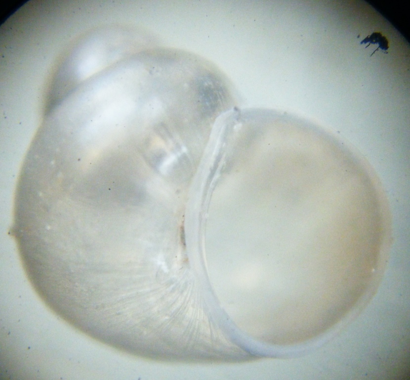 Gasteropode 6